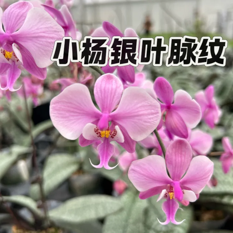 【兰之星】小杨yang【银叶脉纹】2.5寸苗原生西雷利蝴蝶兰苗