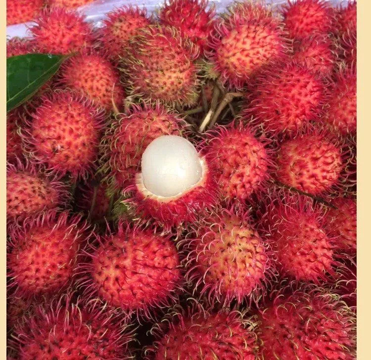 顺丰包邮海南现摘现发红毛丹新鲜应季孕妇水果毛荔枝果园整箱直发