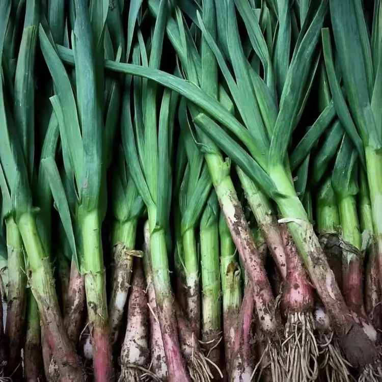 农家自种蒜苗新鲜红皮大蒜苗新鲜蔬菜香蒜红根带泥紫皮大蒜苗现挖