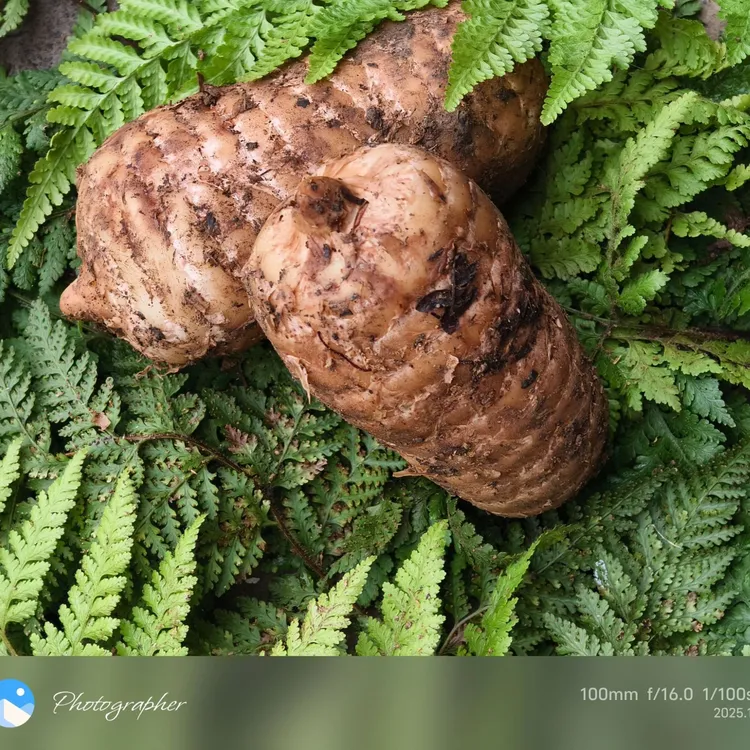 新鲜高山种植天麻镇雄仿野种植，可煲汤可炖肉