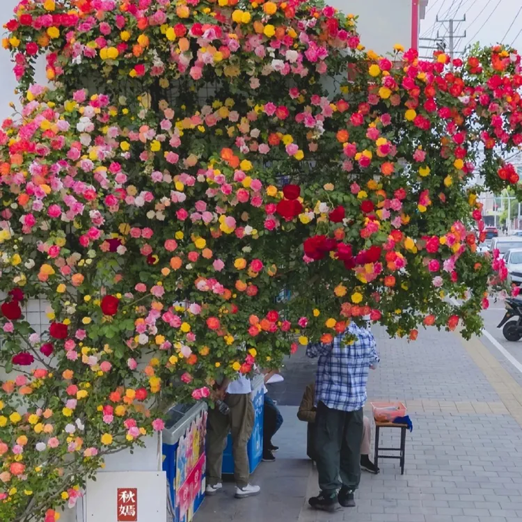 藤彩虹月季花苗爬藤花卉中苗庭院阳台藤本植物爬墙花多季开花2盆