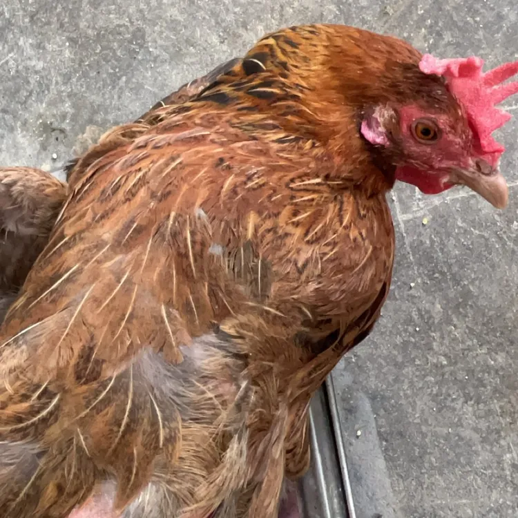 净重3.5斤左右发货云南麻鸡老品种土鸡顺丰发货