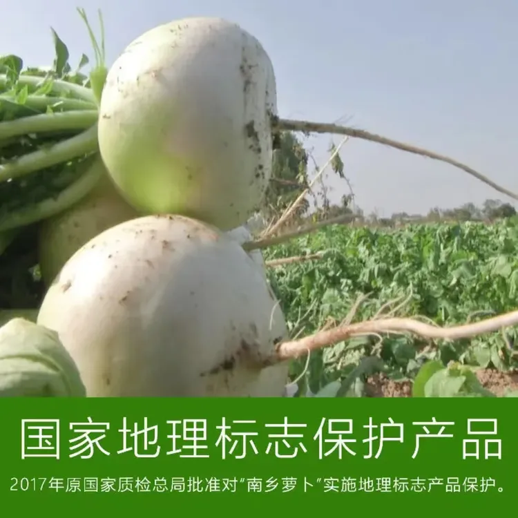 湖北安陆正宗南乡萝卜汁多脆嫩新鲜当季蔬菜产地直发煲汤煨肉首先