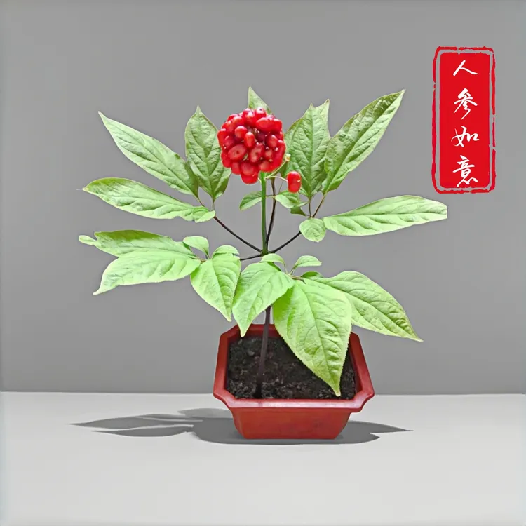 长白山东北特产新鲜带土人参苗室内室外小庭院盆栽盆景种植苗