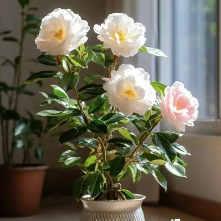 彩十八茶花树适合室内外庭院种植花卉