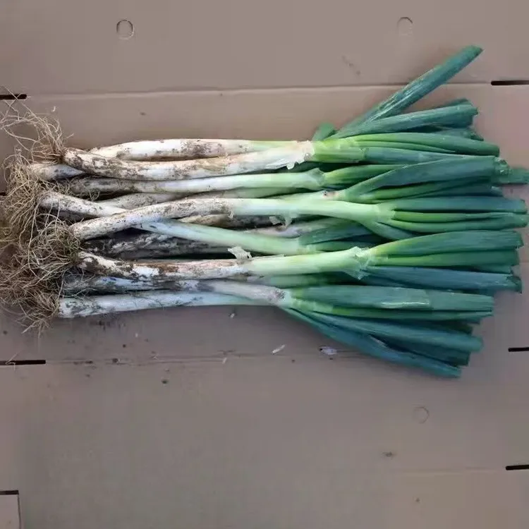 现拔现发正宗铁杆大葱农家露天种植生吃脆嫩蘸酱