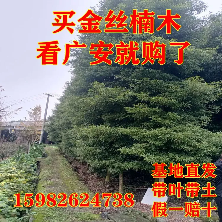 四川金丝楠木四川小叶桢楠