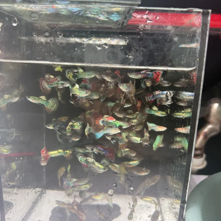彩龙孔雀鱼花色搭配