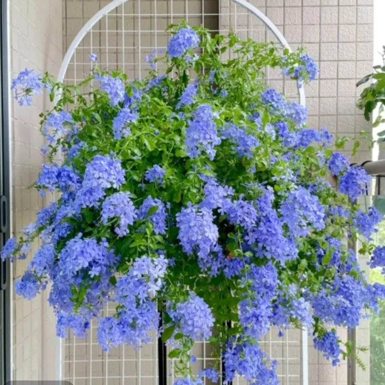 蓝雪花盆栽耐热耐晒庭院阳台四季开花好养易活观花植物