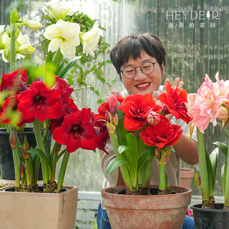 海蒂的花园进口秘鲁朱顶红多品园艺种球多年生室内植物阳台办公室商品图