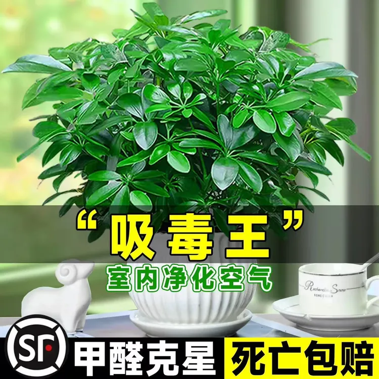 八方来财鸭脚木盆栽室内绿植四季常青净化空气好养活除甲醛水培