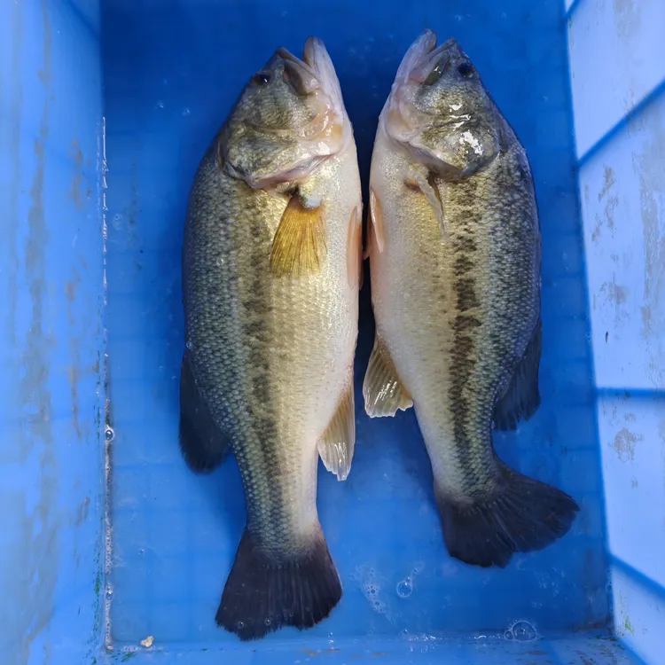 加州鲈鱼 大口黑鲈 优鲈3号 淡水鱼 鲈鱼 宠物水族