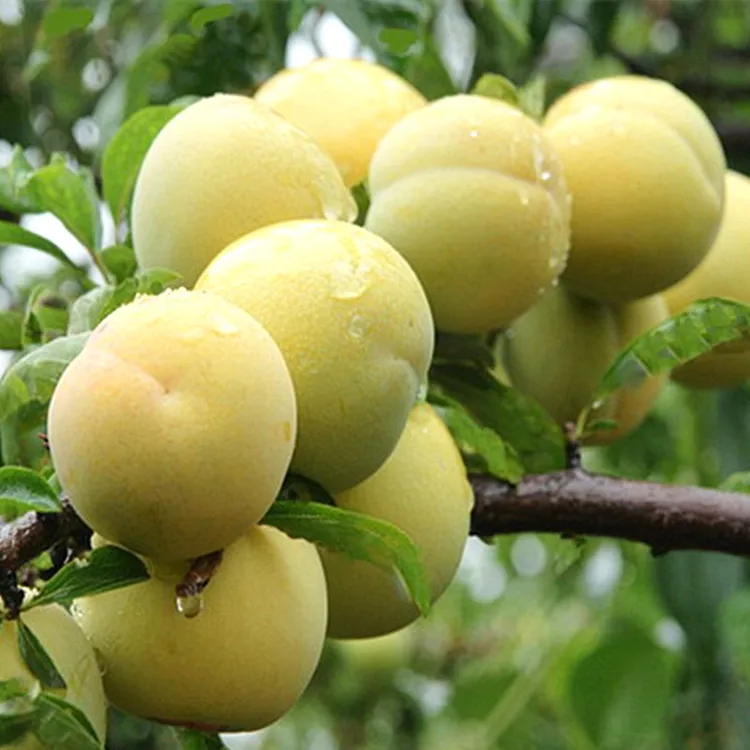 正宗嫁接蜂糖李子果树苗