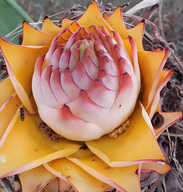 云南奇花异草花期超长网红花