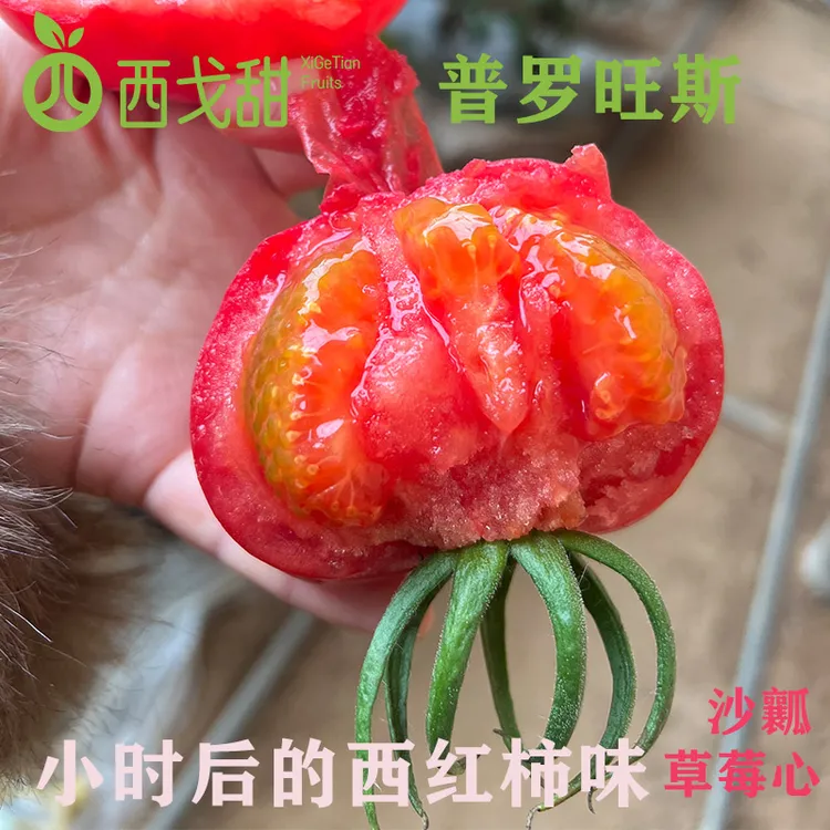 陕西泾阳普罗旺斯西红柿水果番茄3-5斤应季现摘沙瓤草莓心