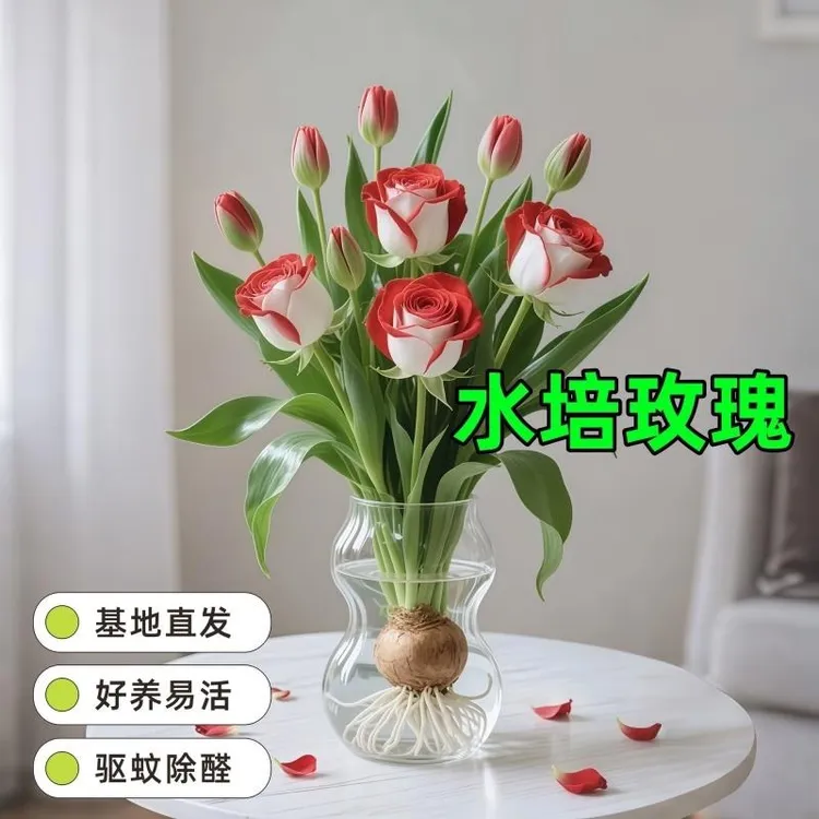 新款水培耐热易养浓香型驱蚊玫瑰花办公室内绿植盆栽花卉