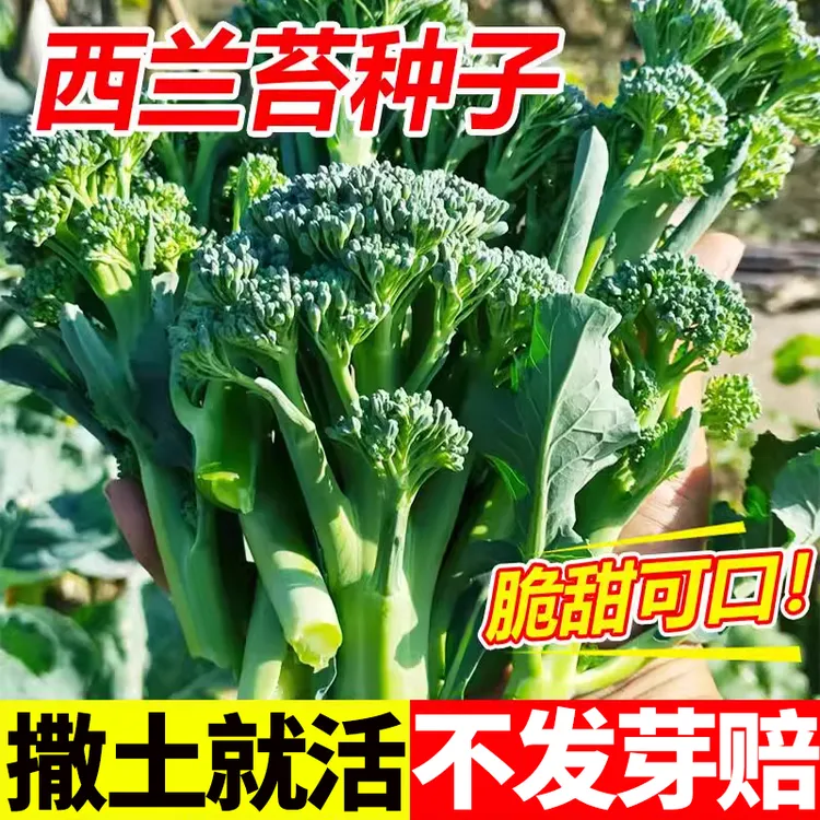 西兰苔菜种子西洋芥兰种籽芥蓝菜苔四季阳台盆栽西兰蓝花蔬菜孑