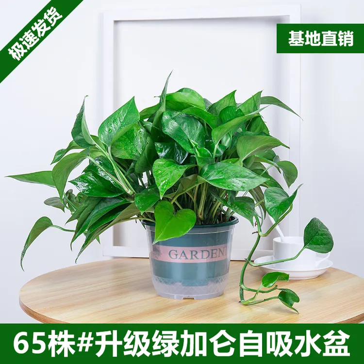 绿萝盆栽室内客厅绿植花卉新房除甲醛植物室内大型吸甲醛耐阴