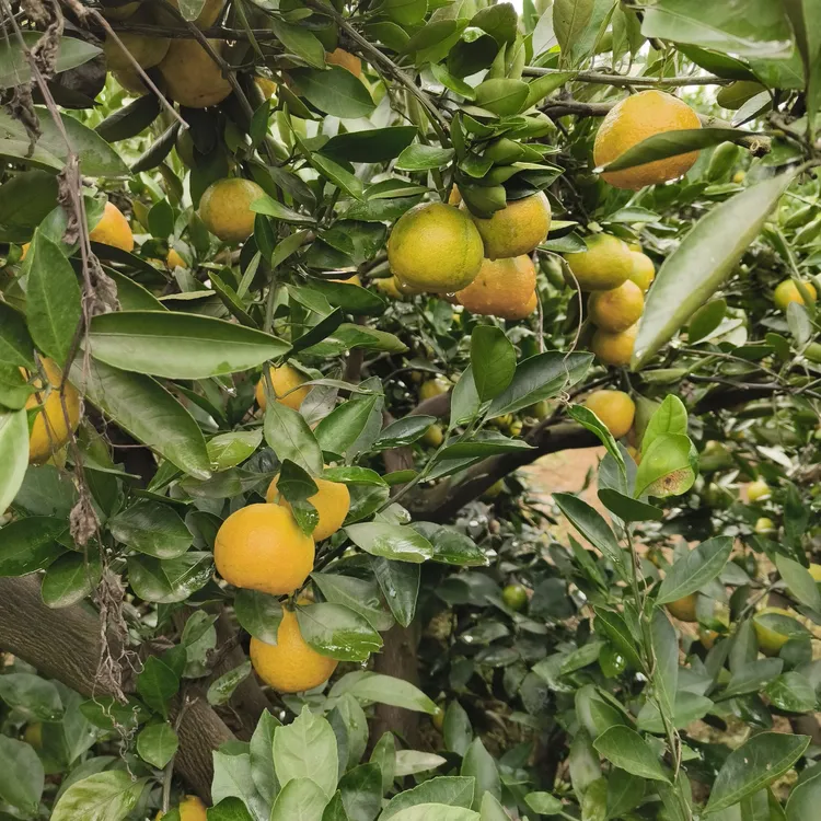 现摘青皮蜜桔薄皮无籽酸甜可口新鲜应季孕妇水果柑橘桔子