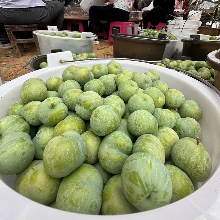 新品种特早熟四月甜脆李一年嫁接苗脱骨脆李南北种植果树李子苗