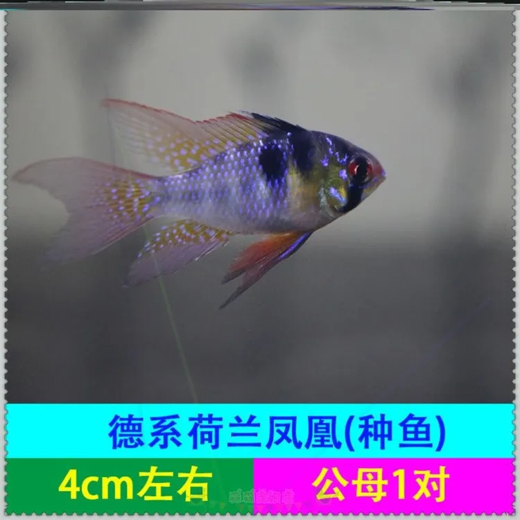 德系荷兰凤凰鱼三湖短鲷金波子阿凡达耐养活体热带观赏鱼水草缸鱼