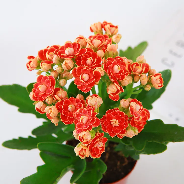 稀有重瓣金狐狸长寿花盆栽室内四季开花好养绿植花卉