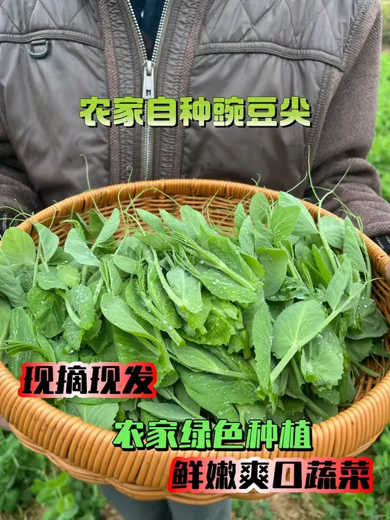 云南新鲜豌豆尖现摘现发保鲜发货火锅食材蔬菜