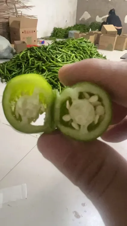 《{特辣》产地直发新鲜杭椒香辣软糯现摘现发微辣坏烂包赔辣坏不管