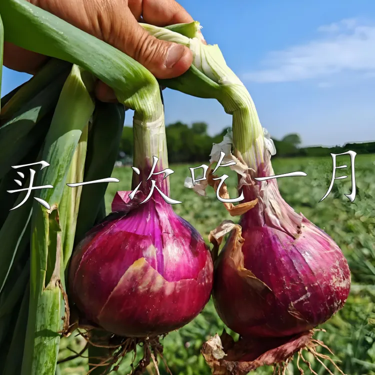水果洋葱新鲜现挖正宗紫洋葱扁洋葱圆头葱可生吃炒菜凉拌脆甜微辣
