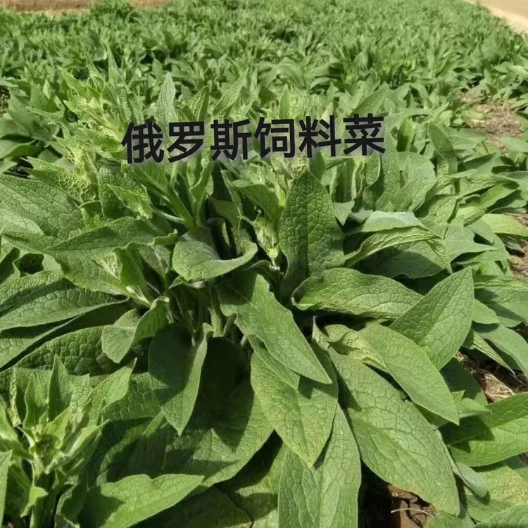 菊苣牧草俄罗斯菜串叶松香草鲁梅克斯多年生耐寒耐旱高产高蛋白草