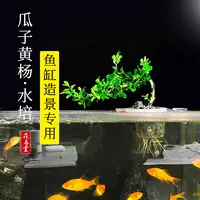 水培瓜子黄杨盆景室内造型树桌面老桩盆栽水养植物四季常青