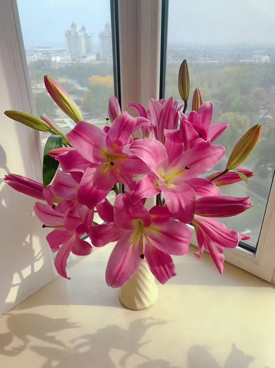 【竞争】甜香型百合（包邮）不做隔夜花 东北鲜切花种植基地 现采现发