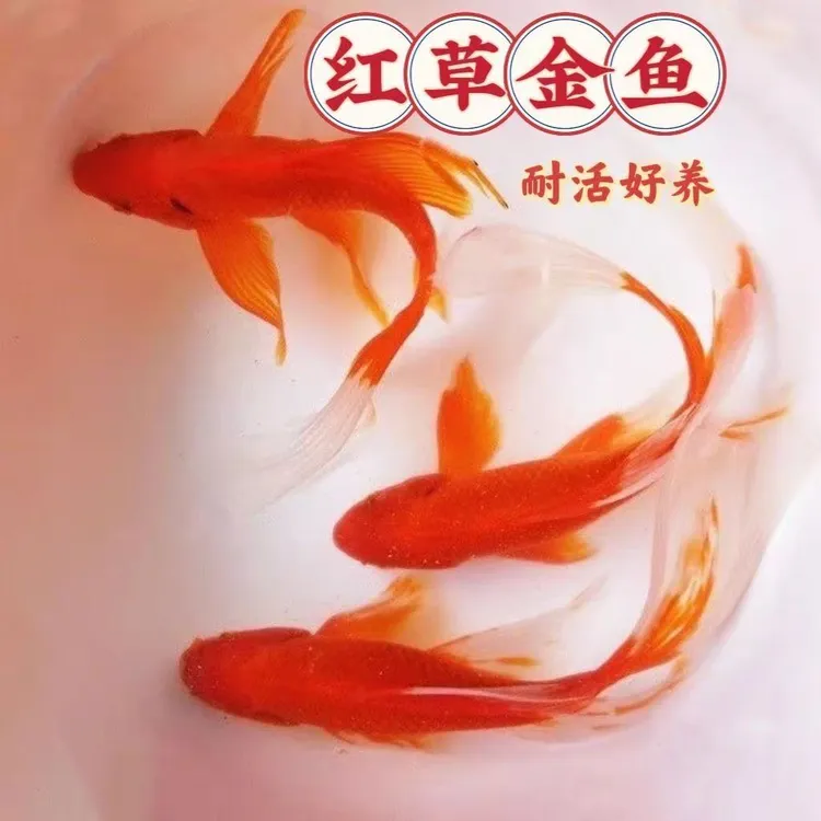 超大尺寸火焰红金鱼10-12公分8条观赏鱼冷水鱼新手鱼好养耐活水族