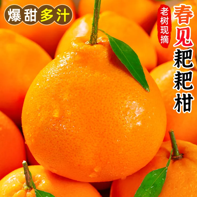 【粒粒爆汁】四川春见耙耙柑4.5-8斤香甜丑八怪橘子桔子知火水果