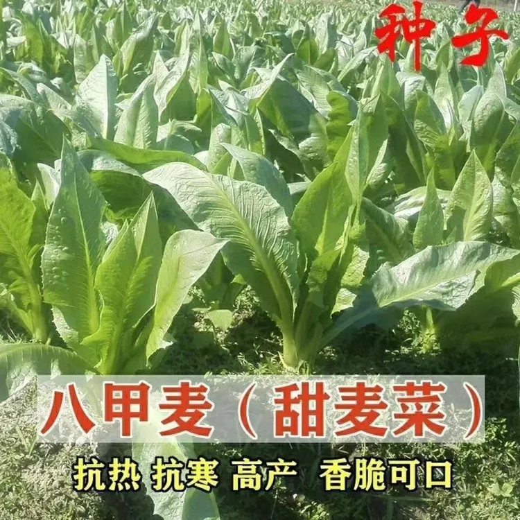八甲麦甜唛菜种子广东农家油麦菜种籽苦麦菜种籽春秋四季蔬菜种孑