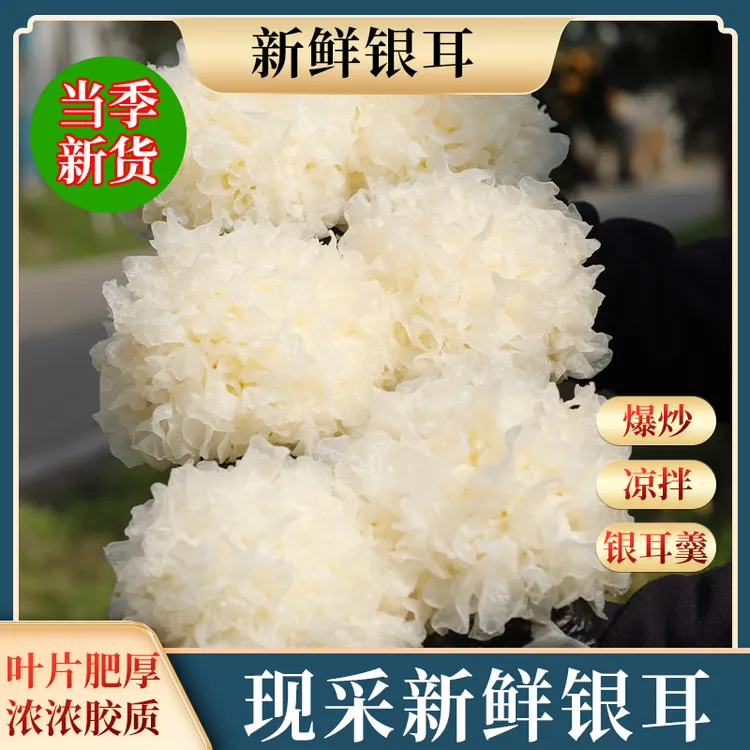【品质鲜银耳】口感软糯白木耳现采营养美味食材农产品新鲜湿银耳