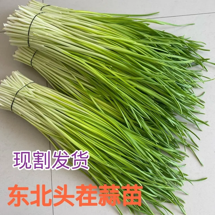 今年嫩苗正宗东北新鲜蔬菜头茬蒜苗青蒜苗蒜豪儿现割发货头刀蒜苗