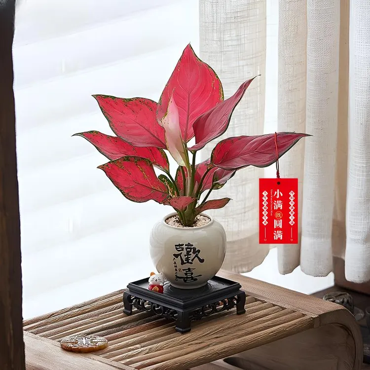 吉利红办公室内绿植净化空气桌面好养活四季寓意北欧解压招财盆栽