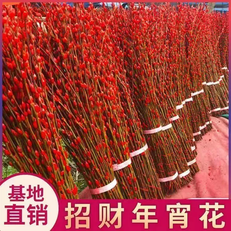 60厘米喜庆招财干花真花鲜枝红色银柳年宵花装饰过年客厅摆放花