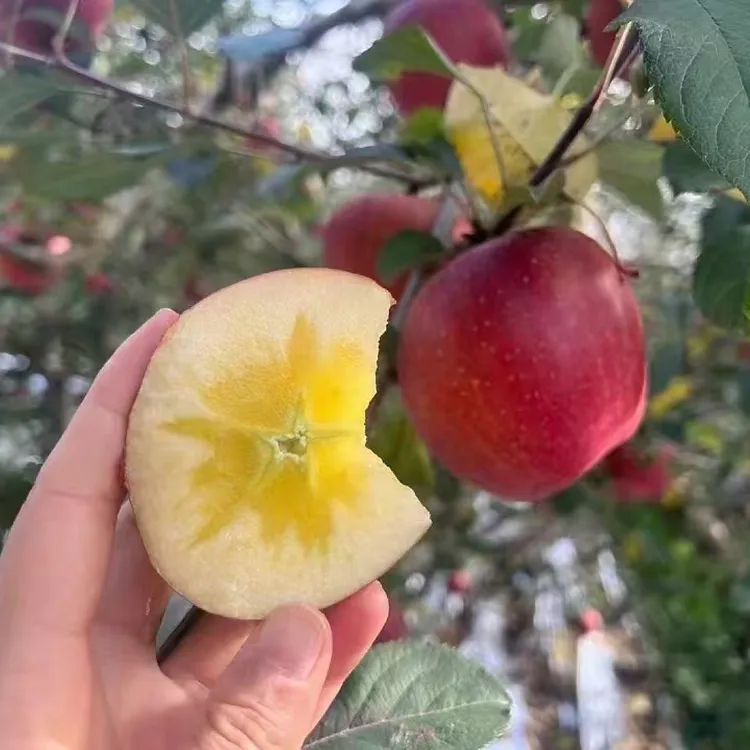 云南昭通苹果带箱12斤水果新鲜丑苹果冰糖心应季水果脆甜