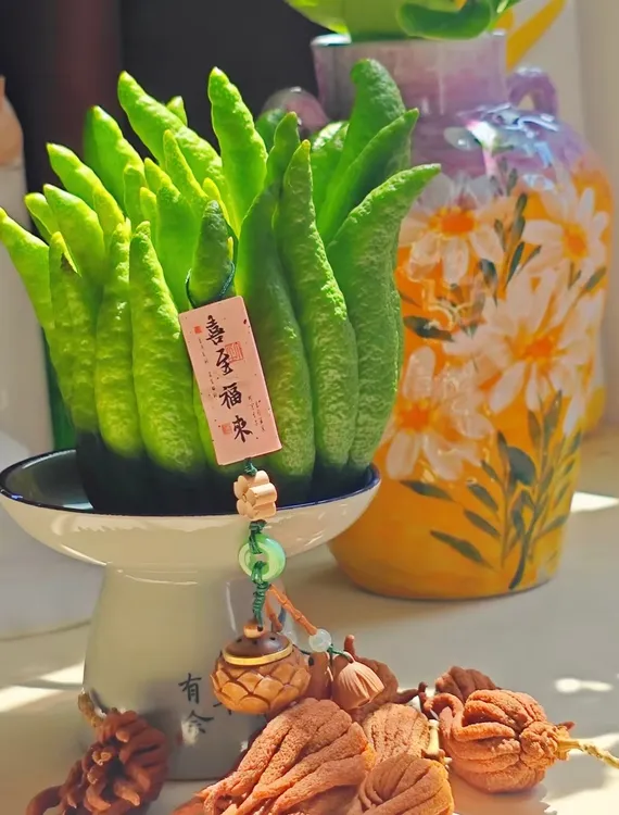 【直播间一物一拍】云南高山佛手  赏玩闻香 天然香薰