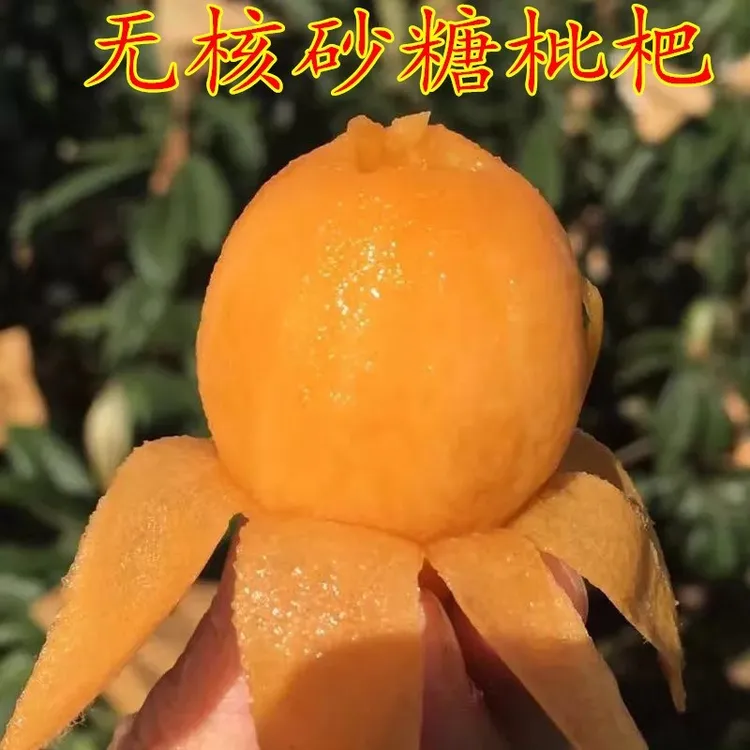 大果砂糖枇杷树苗嫁接果苗大五星种植盆地栽琵琶苗