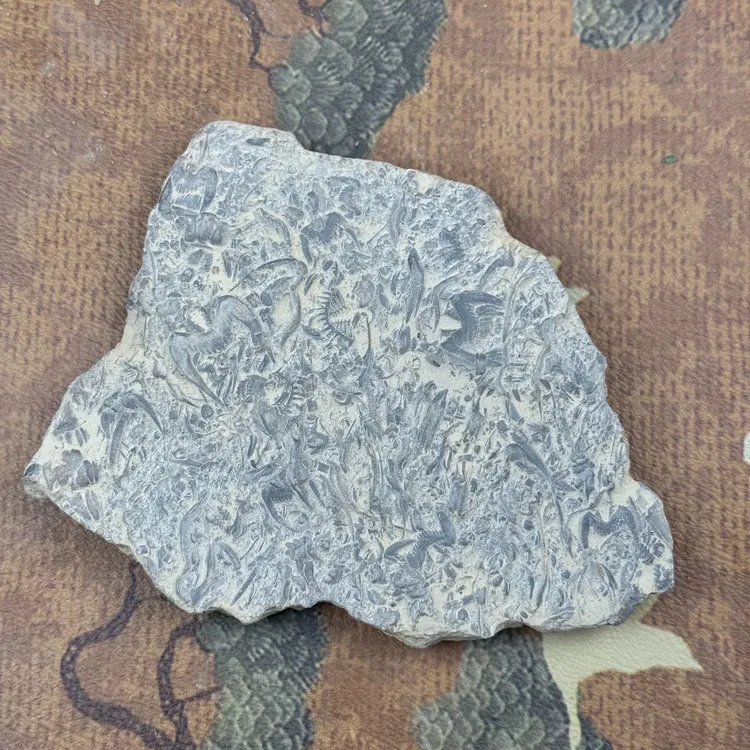 三叶虫化石燕子石原石