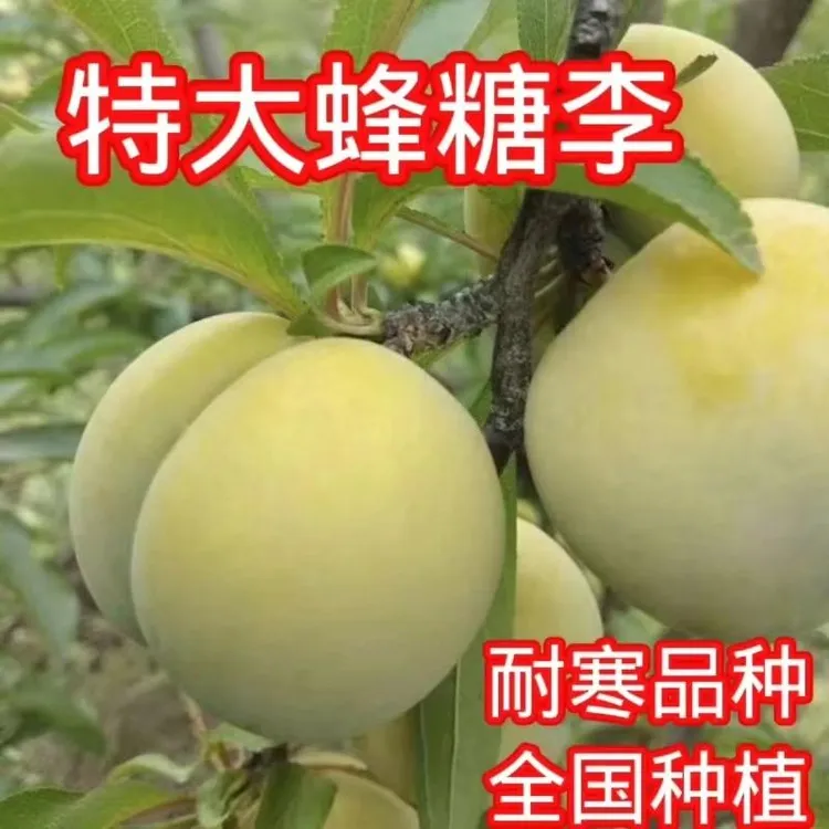 李子树苗贵州六马蜂糖李子树嫁接苗特大新品种南方种植当年结果苗