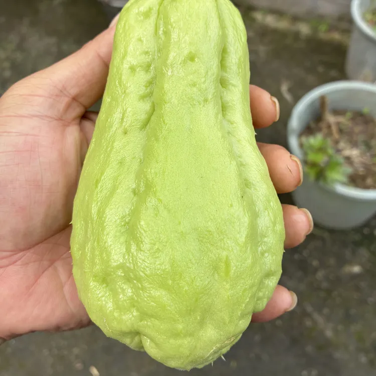 老三家新鲜佛手瓜