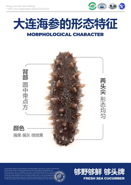 辽宁大连底播深海新鲜正宗辽参