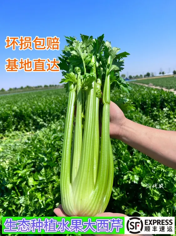 山东寿光露天农家土肥料种植水果西芹生吃榨汁专用9斤装芹菜