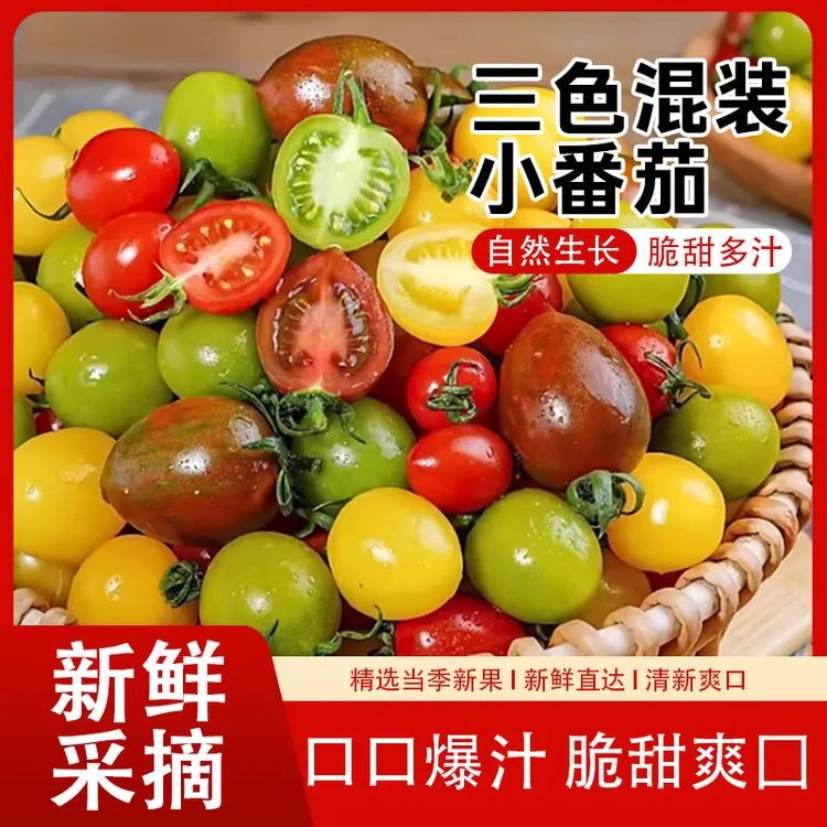 现摘三色小番茄圣女果酸甜多汁新鲜应季水果坏果包赔