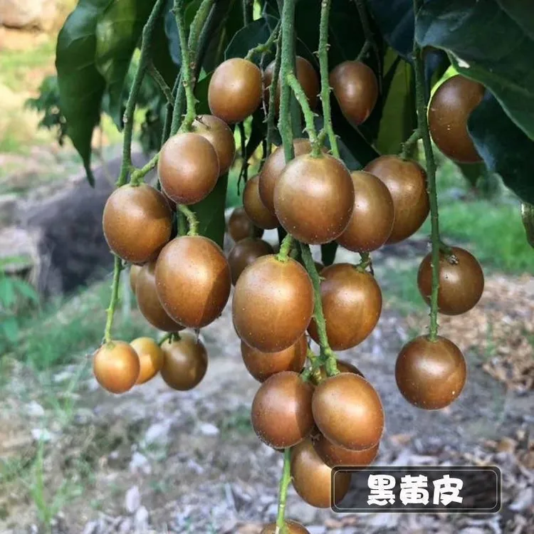黑金刚黄皮【顺丰包邮】新品种广西香蜜黑黄皮果孕妇现摘水果酸甜