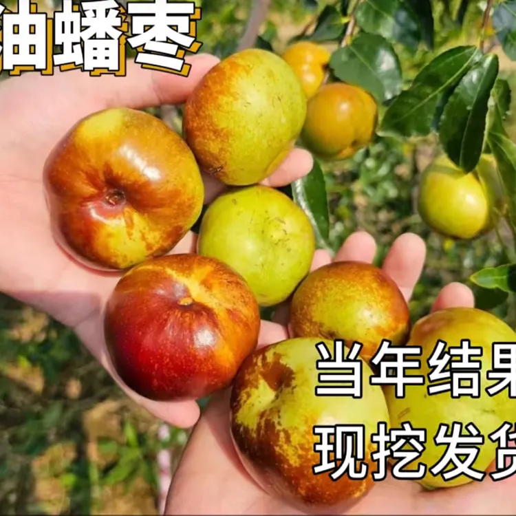 油蟠枣树苗蟠枣盆栽地栽当年结果